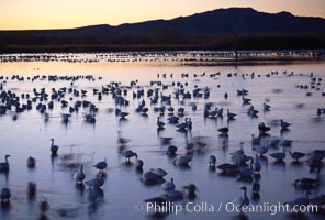 Snow geese rest on still waters, main empoundment, before sunrise, blurring of geese due to time exposure, Chen caerulescens, Bosque del Apache National Wildlife Refuge, Socorro, New Mexico