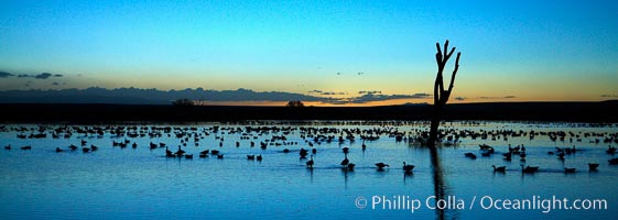 Snow geese, resting on the calm water of the main empoundment at Bosque del Apache NWR in predawn light, Chen caerulescens, Bosque del Apache National Wildlife Refuge, Socorro, New Mexico