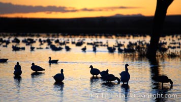 Snow geese, resting on the calm water of the main empoundment at Bosque del Apache NWR in predawn light, Chen caerulescens, Bosque del Apache National Wildlife Refuge, Socorro, New Mexico