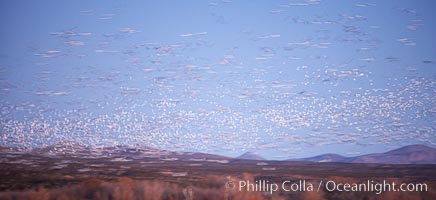 Snow geese at dawn.  Thousands of snow geese fly over the brown hills of Bosque del Apache National Wildlife Refuge.  In the dim predawn light, the geese appear as streaks in the sky, Chen caerulescens, Socorro, New Mexico