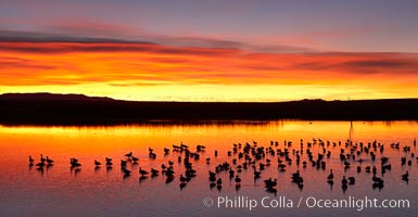 Snow geese at dawn.  Snow geese rest beneath richly colored predawn skies on the main impoundment pond at Bosque del Apache National Wildlife Refuge.  They will lift off by the thousands at sunrise, Chen caerulescens, Socorro, New Mexico