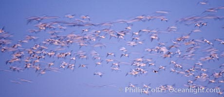 Snow geese flying in a vast skein.  Thousands of snow geese fly in predawn light, blurred due to time exposure, Chen caerulescens, Bosque del Apache National Wildlife Refuge, Socorro, New Mexico