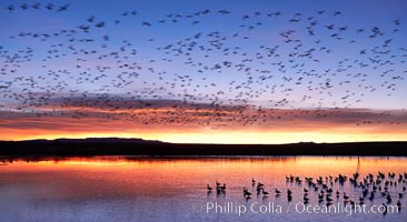 Snow geese at dawn.  Snow geese often "blast off" just before or after dawn, leaving the ponds where they rest for the night to forage elsewhere during the day, Chen caerulescens, Bosque del Apache National Wildlife Refuge, Socorro, New Mexico