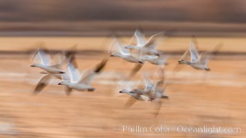 Snow geese in flight, blur, abstract, Chen caerulescens, Bosque del Apache National Wildlife Refuge, Socorro, New Mexico