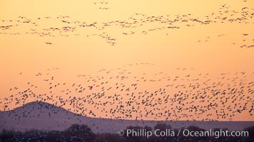 Flocks of geese at sunrise, in flight, Chen caerulescens, Bosque del Apache National Wildlife Refuge, Socorro, New Mexico