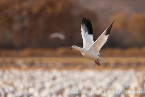 Snow goose in flight, Chen caerulescens, Bosque Del Apache, Socorro, New Mexico