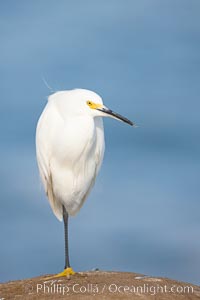 Snowy egret.  The snowy egret can be found in marshes, swamps, shorelines, mudflats and ponds.  The snowy egret eats shrimp, minnows and other small fish,  crustaceans and frogs.  It is found on all coasts of North America and, in winter, into South America, Egretta thula, La Jolla, California