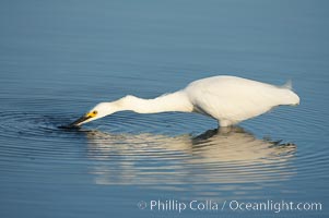 Snowy egret disturbs the water in an effort to attract small fish, Egretta thula, San Diego Bay National Wildlife Refuge