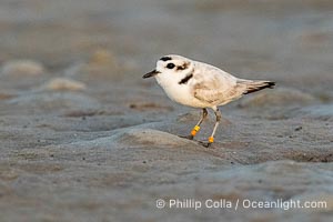 Snowy Plover, Charadrius nivosus, with three Identification bands, Fort De Soto, Florida, Fort De Soto Park, St. Petersburg