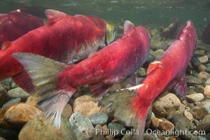 Sockeye salmon, migrating upstream in the Adams River to return to the spot where they were hatched four years earlier, where they will spawn, lay eggs and die, Oncorhynchus nerka, Roderick Haig-Brown Provincial Park, British Columbia, Canada