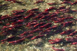 Sockeye salmon, swim upstream in the Adams River, traveling to reach the place where they hatched four years earlier in order to spawn a new generation of salmon eggs, Oncorhynchus nerka, Roderick Haig-Brown Provincial Park, British Columbia, Canada