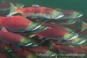 A school of sockeye salmon, swimming up the Adams River to spawn, where they will lay eggs and die, Oncorhynchus nerka, Roderick Haig-Brown Provincial Park, British Columbia, Canada