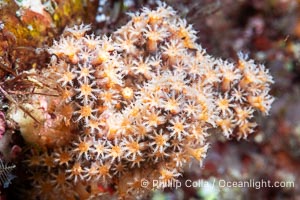 Soft Coral or Gorgonian Polyps, Detail. Each polyp spreads its tiny tentacles into the current in order to capture passing bits of food, Isla Angel de la Guarda, Baja California, Mexico