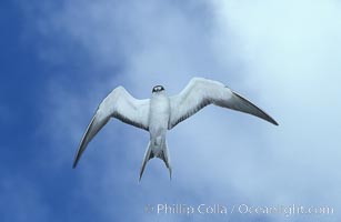 Sooty tern, Sterna fuscata, Rose Atoll National Wildlife Sanctuary