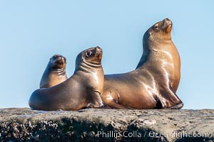 South American sea lions hauled out on rocks to rest and warm in the sun, Otaria flavescens, Patagonia, Argentina, Otaria flavescens, Puerto Piramides, Chubut