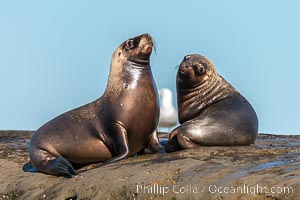 South American sea lions hauled out on rocks to rest and warm in the sun, Otaria flavescens, Patagonia, Argentina, Otaria flavescens, Puerto Piramides, Chubut