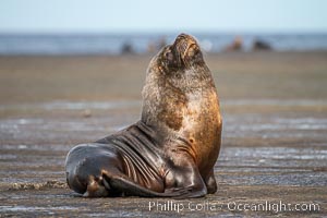 Mature adult male South American sea lion, Otaria flavescens, Patagonia, Argentina, Otaria flavescens, Puerto Piramides, Chubut