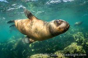 South American sea lion underwater, Otaria flavescens, Patagonia, Argentina, Otaria flavescens, Puerto Madryn, Chubut