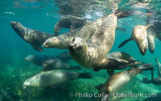 South American sea lions underwater, Otaria flavescens, Patagonia, Argentina, Otaria flavescens, Puerto Piramides, Chubut