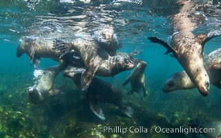 South American sea lions underwater, Otaria flavescens, Patagonia, Argentina, Otaria flavescens, Puerto Piramides, Chubut