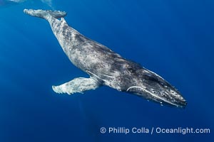 South Pacific Humpback Whale Calf Underwater, Moorea, French Polynesia, Megaptera novaeangliae