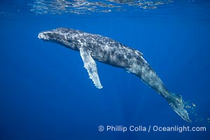 South Pacific Humpback Whale Calf Underwater, Moorea, French Polynesia, Megaptera novaeangliae