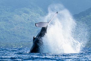 South Pacific Humpback Whale Peduncle Tail Throw, Moorea, French Polynesia, Megaptera novaeangliae