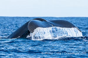 South Pacific Humpback Whale Raises out of the Water as it Dives, Moorea, French Polynesia, Megaptera novaeangliae