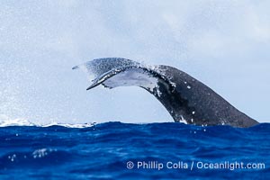 South Pacific Humpback Whale Raises out of the Water as it Dives, Moorea, French Polynesia, Megaptera novaeangliae