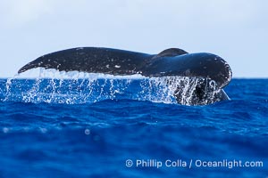 South Pacific Humpback Whale Raises out of the Water as it Dives, Moorea, French Polynesia, Megaptera novaeangliae