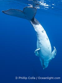 South Pacific Humpback Whale Underwater, Inverted with Fluke Up, Moorea, French Polynesia, Megaptera novaeangliae