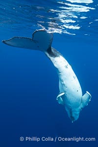 South Pacific Humpback Whale Underwater, Inverted with Fluke Up, Moorea, French Polynesia, Megaptera novaeangliae