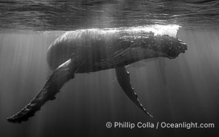 South Pacific Humpback Whale Underwater, Moorea, French Polynesia, Megaptera novaeangliae