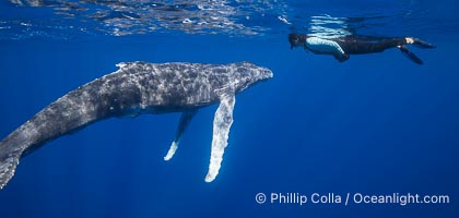 Tracy Meets a South Pacific Humpback Whale Calf Underwater, Moorea, French Polynesia. Interspecies diplomacy, Megaptera novaeangliae