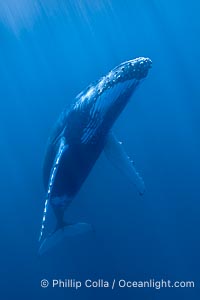 South Pacific Humpback Whale Underwater, Moorea, French Polynesia, Megaptera novaeangliae