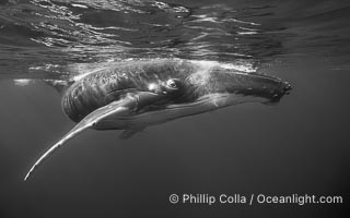 South Pacific Humpback Whale Underwater, Moorea, French Polynesia, Megaptera novaeangliae