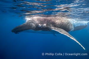 South Pacific Humpback Whale Underwater, Moorea, French Polynesia, Megaptera novaeangliae