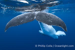 South Pacific Humpback Whale fluke dorsal aspect, Moorea, French Polynesia, Megaptera novaeangliae