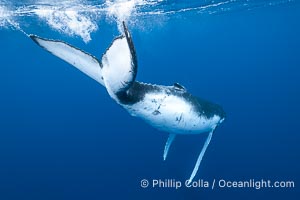 South Pacific Humpback Whale Underwater, showing all-white underside of the fluke and ventral caudal stem, Moorea, French Polynesia, Megaptera novaeangliae