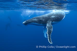 South Pacific Humpback Whale Underwater, Moorea, French Polynesia, Megaptera novaeangliae