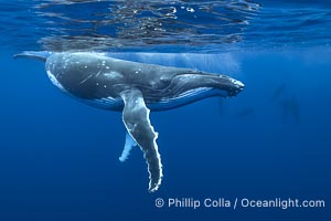 South Pacific Humpback Whale Underwater, Moorea, French Polynesia, Megaptera novaeangliae