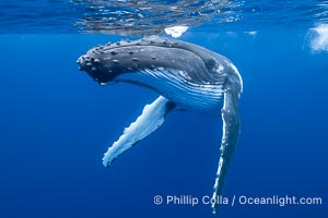 South Pacific Humpback Whale Underwater, Moorea, French Polynesia, Megaptera novaeangliae