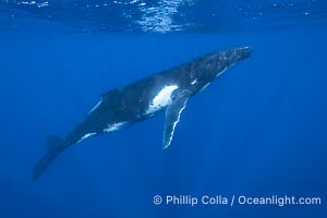 South Pacific Humpback Whale Underwater, Moorea, French Polynesia, Megaptera novaeangliae