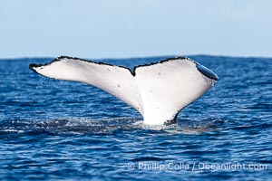 South Pacific Humpback Whale with All White Fluke Raised out of the Water