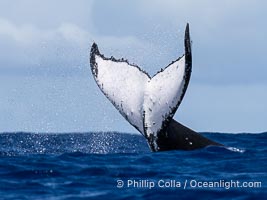 South Pacific Humpback Whale with All White Fluke Raised out of the Water