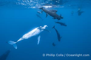 South Pacific Humpback Whales and Short Finned Pilot Whales Underwater, Moorea, French Polynesia, Megaptera novaeangliae, Globicephala macrorhynchus