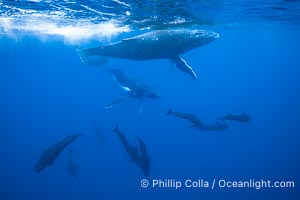 South Pacific Humpback Whales and Short Finned Pilot Whales Underwater, Moorea, French Polynesia, Megaptera novaeangliae, Globicephala macrorhynchus