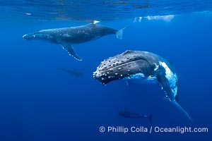 South Pacific Humpback Whales Underwater, Moorea, French Polynesia, Megaptera novaeangliae