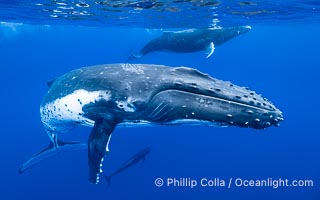 South Pacific Humpback Whales Underwater, Moorea, French Polynesia, Megaptera novaeangliae