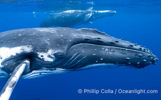 South Pacific Humpback Whales Underwater, Moorea, French Polynesia, Megaptera novaeangliae